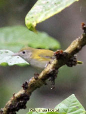 Lesser Greenlet