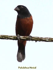 Lesser Seed Finch