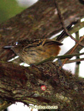 Long-tailed-Antbird