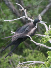  Great Frigatebird