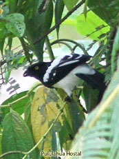 Magpie Tanager_Cissopis leveriana