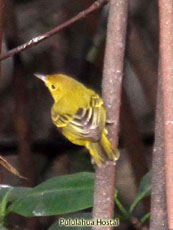 Mangrove Finch