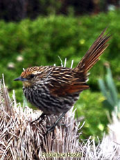 Many-striped Canastero