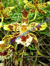 Odontoglossum hallii