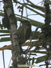 Olivaceous Piculet_Picummus olivaceus