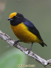 Orange-bellied Euphonia