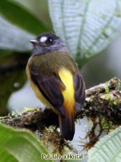 Ornate-Flycatcher_Myiotriccus-ornatus