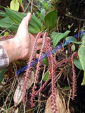 Pleurothallis sp