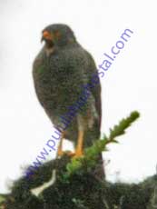 Plumbeous-Hawk