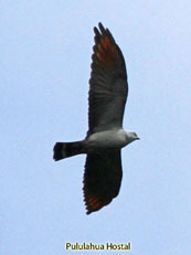 Plumbeous Kite Ictina plumbea