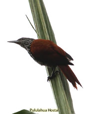 Point-tailed Palmcreeper_Berlepschia rikeri