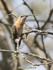 Purple-collared Woodstar