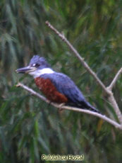 Ringed Kingfisher