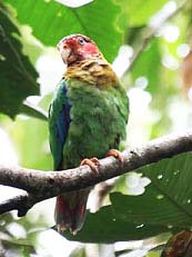 Rose-faced Parrot