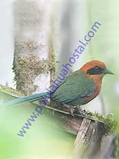 Rufous-Motmot