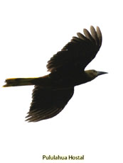 Russet-backed Oropendola