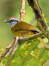 Russet-crowned-Warbler