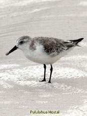 Sanderling