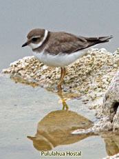 Semipalmated Plover