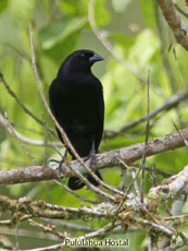 Shiny Cowbird