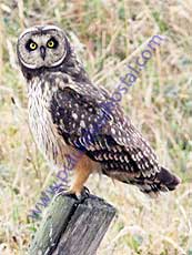 Short-eared Owl