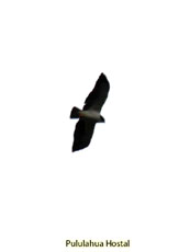 Short-tailed Hawk