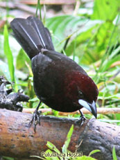 Silver-beaked Tanager - Ramphocelus icteronotus