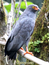 Slender-billed Kite