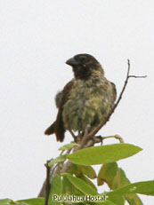 Large Tree-Finch