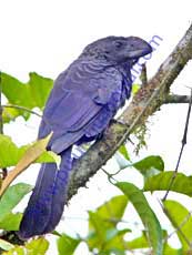 Smooth-billed Ani 