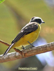 Social Flycatcher