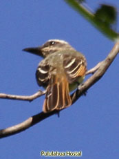 Streaked Flycatcher