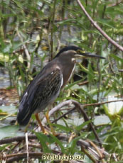 Striated Heron