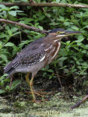 Striated Heron