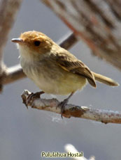 Tawny-crowned Pygmy Tyrant