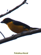 Thick-billed Euphonia