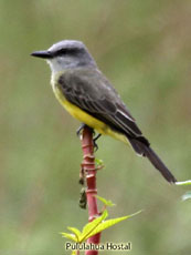 Tropical Kingbird