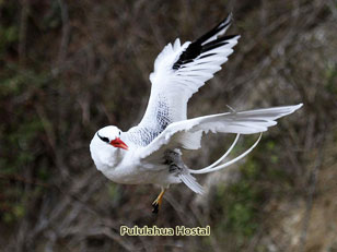 Tropicbird