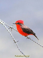 Vermillion Flycatcher