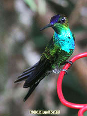 Violet-fronted-Brilliant - Helidoxa-leadbeateri