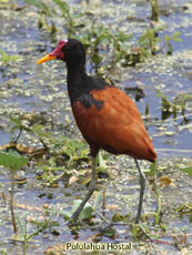 Wattled Jacana