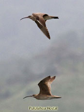 Whimbrel