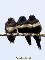 White-banded Swallow