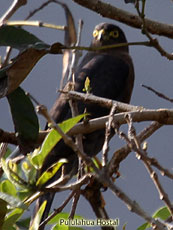 White-rumped Hawk