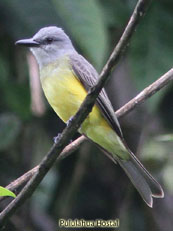 Tropical Kingbird