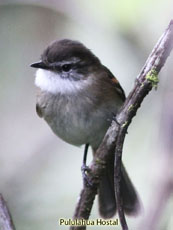 White-throated Tyrannulet_Mecocerculus leucophrys