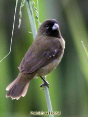 Yellow-bellied Seedeater