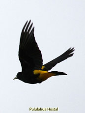 Yellow-rumped Cacique